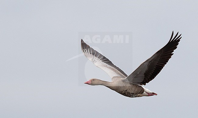 Siberian Greylag Goose (Anser anser rubrirostris) flying over  Wild Flower Lake (Huahu) in Sichuan, China. stock-image by Agami/Ian Davies,