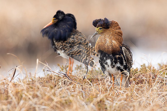 Ruff (Calidris pugnax), adult males displaying, Finnmark, Norway stock-image by Agami/Saverio Gatto,