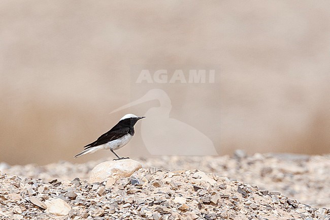 Male Hooded Wheatear (Oenanthe monacha) near Eilat, Israel stock-image by Agami/Marc Guyt,