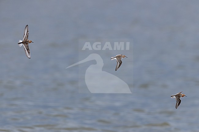 sanderling (calidris alba) in breeding plumage in flight, found at Buir Nuur (Buir Lake) in Dornod Aimag in Mongolia stock-image by Agami/Mathias Putze,
