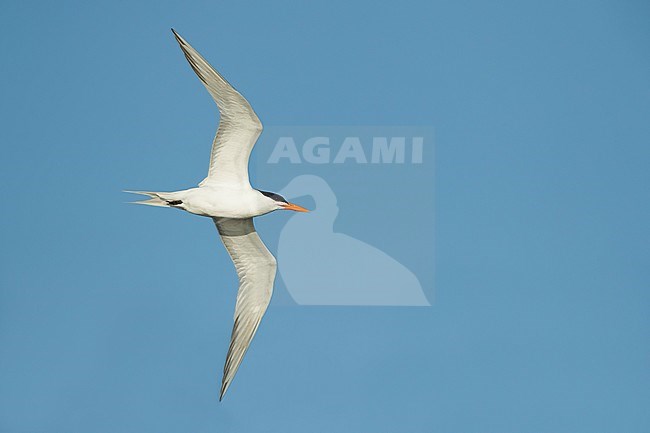 Adult breeding plumaged American Royal Tern (Thalasseus maximus)
Galveston Co., Texas, USA
April 2017 stock-image by Agami/Brian E Small,