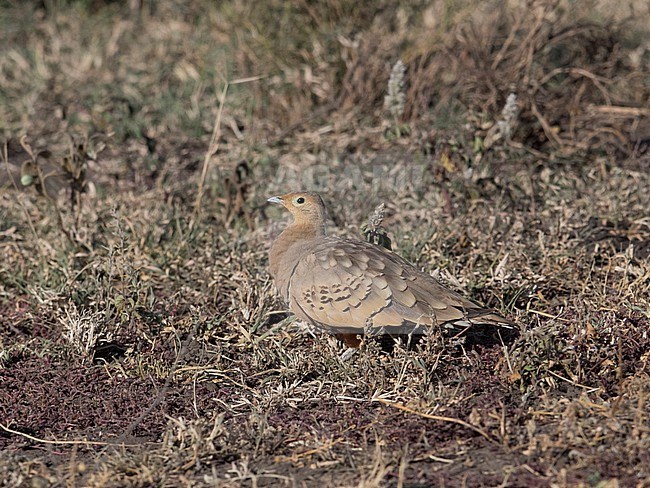 Side view of a male Chestnut-bellied Sandgrouse (Pterocles exustus) on the groung. Tanzania, Africa stock-image by Agami/Markku Rantala,