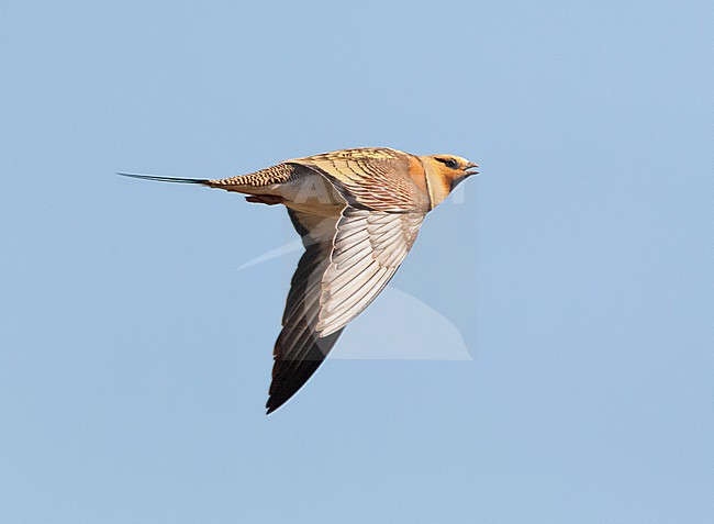 Man Witbuikzandhoen roepend in vlucht; Male Pin-tailed Sandgrouse (Pterocles alchata) in flight stock-image by Agami/Marc Guyt,