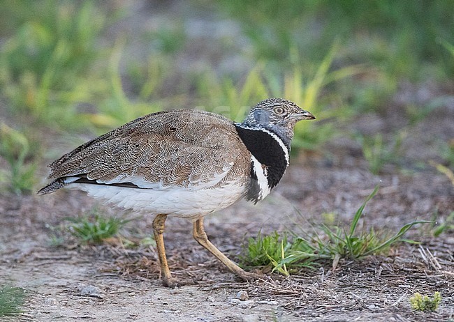 Little Bustard (Tetrax tetrax) at a lek in Catalonia, Spain. stock-image by Agami/Marc Guyt,