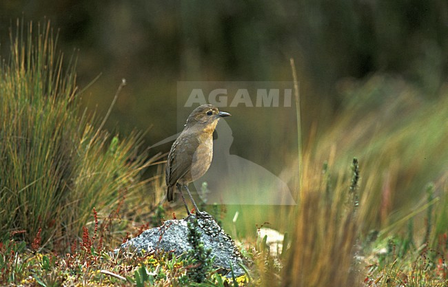 Bergmierpitta op rots; Tawny Antpitta on a rock stock-image by Agami/Marc Guyt,