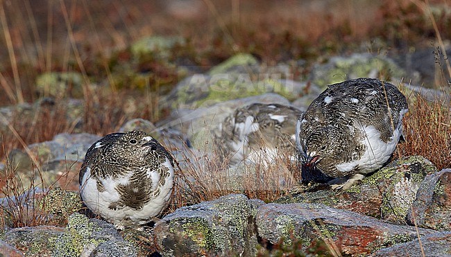 Vrouwtje Alpensneeuwhoenfoeragerend, Female Rock Ptarmigan foraging stock-image by Agami/Markus Varesvuo,