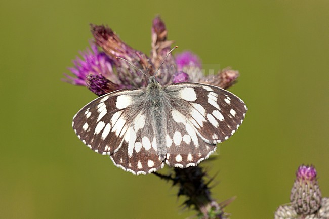 Dambordje in de vegetatie, Marbled White in the vegetation stock-image by Agami/Theo Douma,