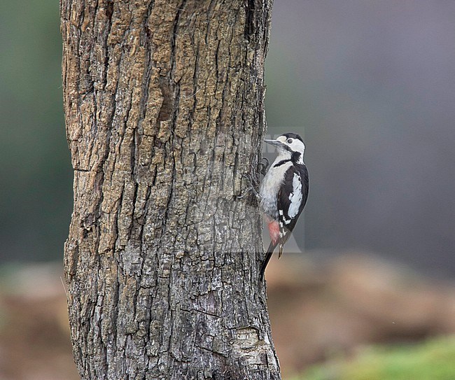 Syrian Woodpecker, Greece
Dendrocopos syriacus stock-image by Agami/Tomi Muukkonen,