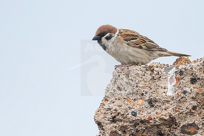 Eurasian Tree Sparrow - Feldsperling - Passer montanus, adult, Russia (Baikal), adult stock-image by Agami/Ralph Martin,