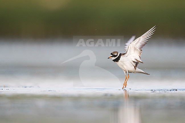 Common Ringed Plover - Sandregenpfeifer - Charadrius hiaticula, Germany, adult stock-image by Agami/Ralph Martin,