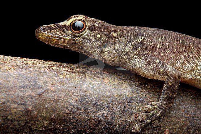 Príncipe Dwarf Gecko (Lygodactylus thomensis delicatus) taken the 27/10/2024 at Príncipe. stock-image by Agami/Nicolas Bastide,