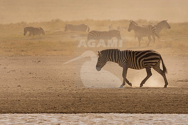 Burchell's Zebras, Equus Quagga Burchellii, walking in the dust. Ndutu, Ngorongoro Conservation Area, Tanzania. stock-image by Agami/Sergio Pitamitz,