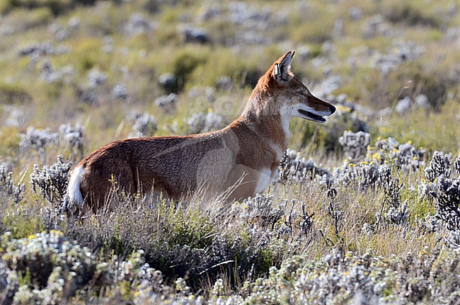Ethiopian wolf, Canis simensis) an endangered predator endemic to the Ethiopian Highlands. stock-image by Agami/Laurens Steijn,