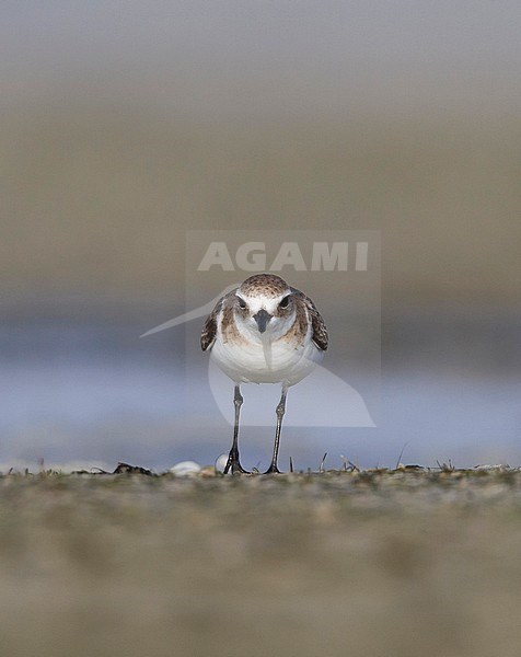 Lesser Sand Plover - Mongolenregenpfeifer - Charadrius mongolus, Oman, nonbreeding stock-image by Agami/Ralph Martin,