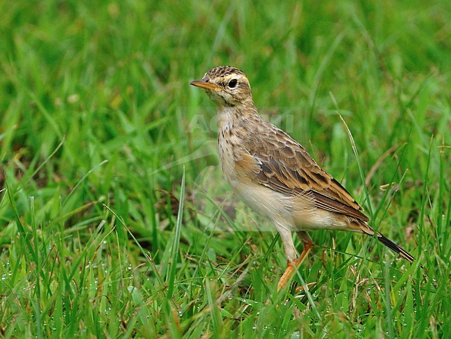 Veldpieper in veld; Paddyfield Pipit in field stock-image by Agami/Alex Vargas,