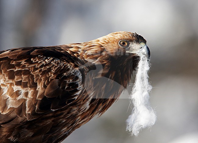 Steenarend close-up; Golden Eagle close up stock-image by Agami/Markus Varesvuo,