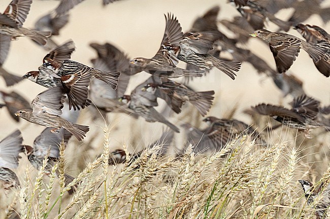 Flock of Spanish Sparrows (Passer hispaniolensis) during spring migration in southern negev, Israel. stock-image by Agami/Marc Guyt,