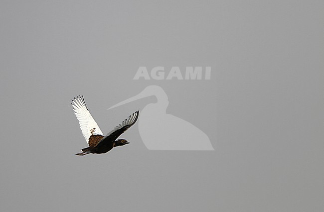 Critically Endangered Bengal Florican (Houbaropsis bengalensis) in flight. Also known as Bengal bustard. stock-image by Agami/James Eaton,