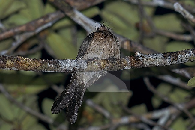 Wallace's Owlet-nightjar (Aegotheles wallacii) Perched on a branch at night  in Papua New Guinea stock-image by Agami/Dubi Shapiro,