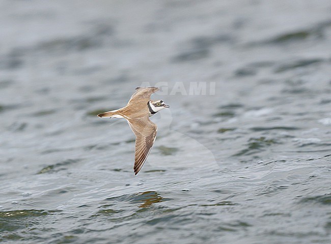 Calling Adult Little Ringed Plover (Charadrius dubius) flying low over water stock-image by Agami/Ran Schols,