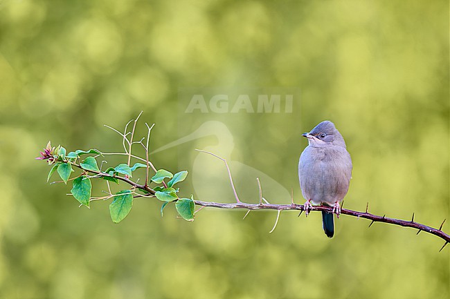 Female Grey Hypocolius (Hypocolius ampelinus) perched on a branch against a green colored natural background, Kuwait stock-image by Agami/Tomas Grim,
