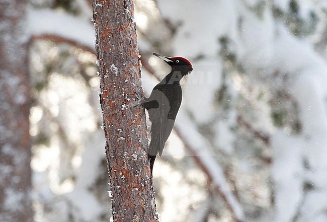 Black Woodpecker (Dryocopus martius) in Finnish taiga forest near Kuusamo during a cold winter. Perched vertically against a pine tree trunk. stock-image by Agami/Marc Guyt,