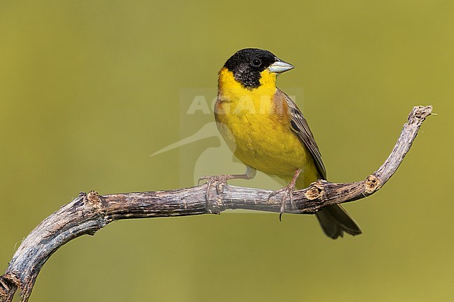 Male Black-headed Bunting (Emberiza melanocephala) in spring in Italy. Scarce vagrant. stock-image by Agami/Daniele Occhiato,