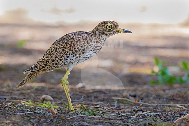 Spotted Thick-Knee (Burhinus capensis), side view of an adult standing on the ground in Oman stock-image by Agami/Saverio Gatto,