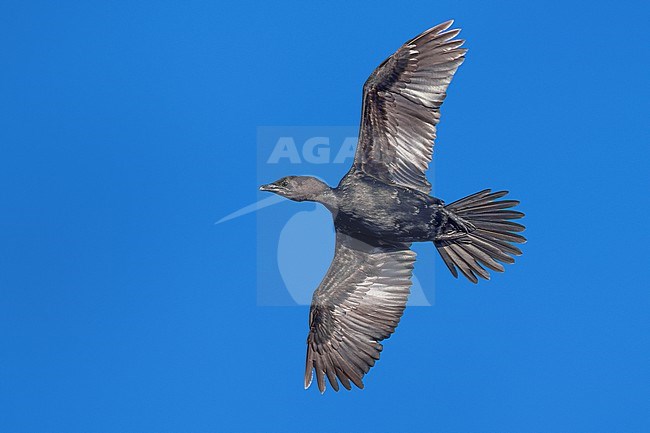 Pygmy Cormorant, Microcarbo pygmeus, in Italy. stock-image by Agami/Daniele Occhiato,