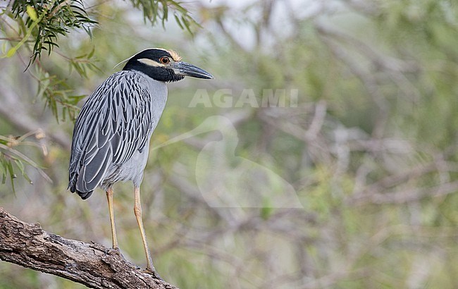 Adult Yellow-crowned Night-Heron, Nyctanassa violacea, in North America. stock-image by Agami/Ian Davies,