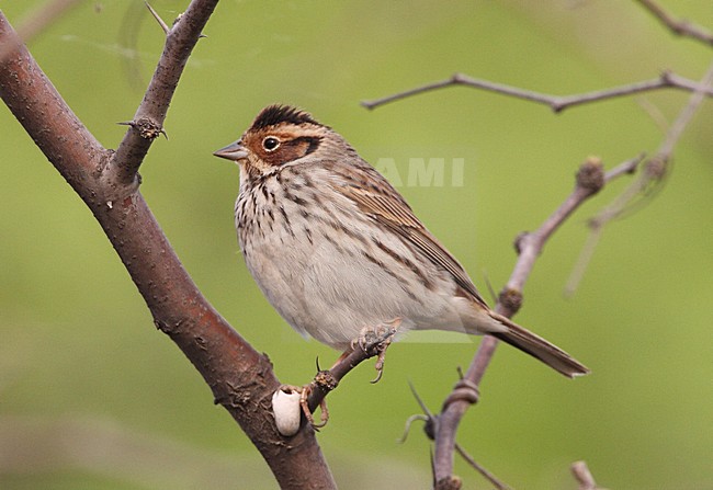 Little Bunting adult perched in tree; Dwerggors volwassen zittend in boom stock-image by Agami/Roy de Haas,