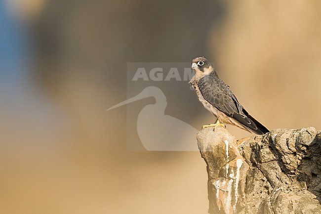 Sooty Falcon - Schieferfalke - Falco concolor, Oman, juvenile stock-image by Agami/Ralph Martin,
