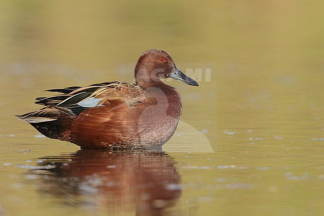 Adult male
Maricopa Co., AZ
January 2015 stock-image by Agami/Brian E Small,