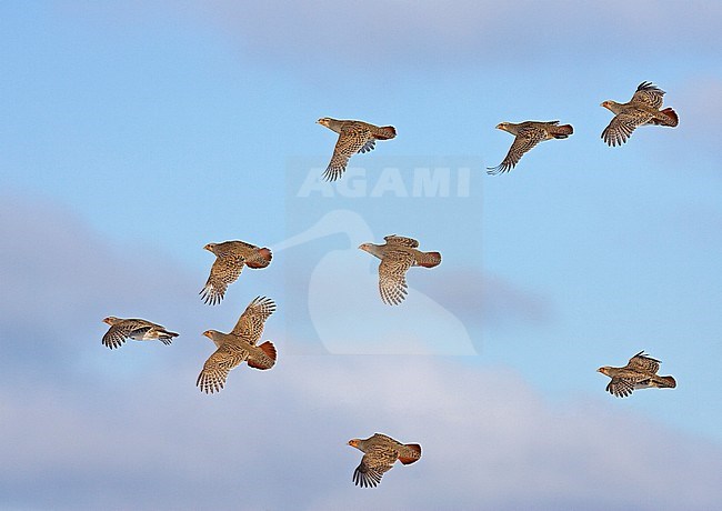 Patrijs in de vlucht, Grey Partridge in flight stock-image by Agami/Jari Peltomäki,