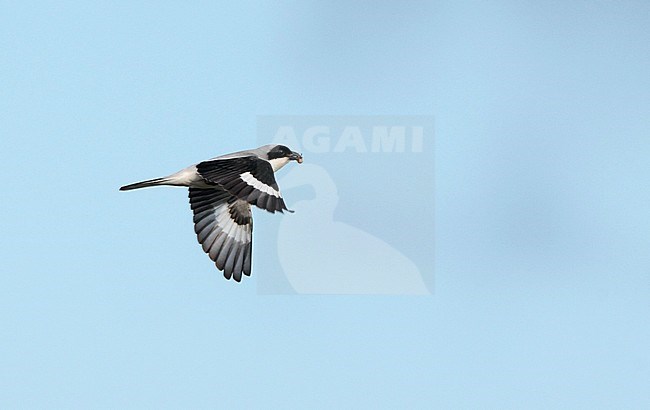 Lesser Grey Shrike (Lanius minor) in flight at Kiskunsaq, Hungary. stock-image by Agami/Helge Sorensen,