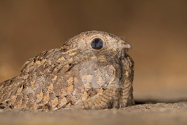 Egyptian Nightjar - Pharaonenziegenmelker - Caprimulgus aegyptius ssp. aegyptius, Oman stock-image by Agami/Ralph Martin,