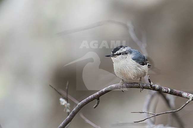 Corsican Nuthatch - Korsenkleiber - Sitta whiteheadi, France (Corsica), adult, male stock-image by Agami/Ralph Martin,