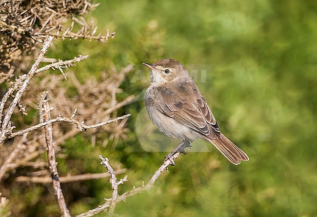 First-winter Booted Warbler (Iduna caligata) on the island Ouessant in France. stock-image by Agami/Rafael Armada,