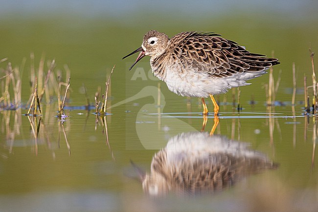 Ruff (Philomachus pugnax), side view of an adult male standing in the water, Campania, Italy stock-image by Agami/Saverio Gatto,