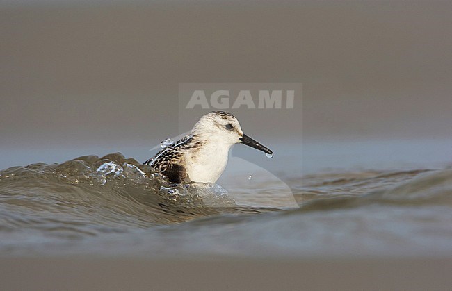 Drieteenstrandloper, Sanderling, Calidris alba stock-image by Agami/Arie Ouwerkerk,