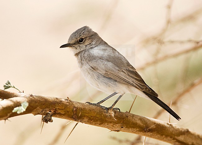 Zwartstaart, Blackstart, Cercomela melanura stock-image by Agami/Marc Guyt,