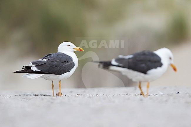 Lesser Black-backed Gull - Heringsmöwe - Larus fuscus ssp. intermedius, Germany, adult stock-image by Agami/Ralph Martin,