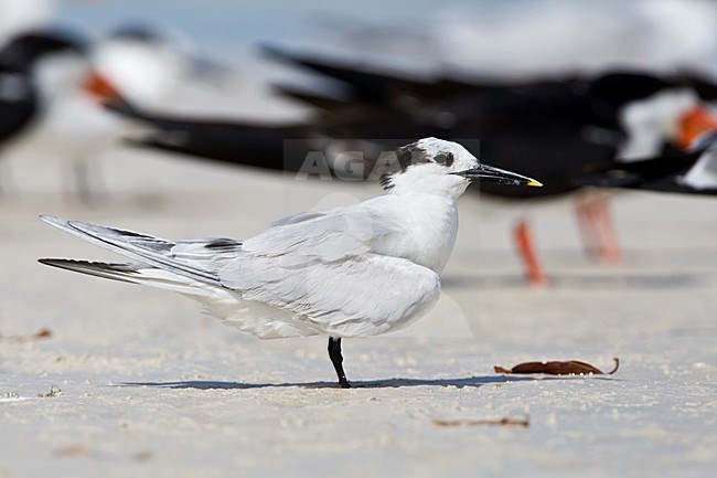 Amerikaanse Grote stern, Cabot's Tern stock-image by Agami/Wil Leurs,