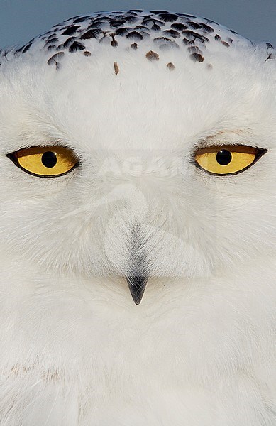 Snowy Owl female (Bubo scandiaca) Canada February 2016 stock-image by Agami/Markus Varesvuo,