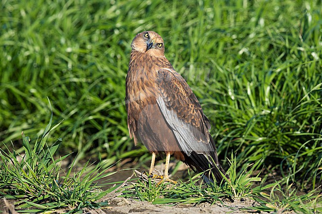 Marsh Harrier (Circus aeruginosus), adult male standing on the ground, Campania, Italy stock-image by Agami/Saverio Gatto,