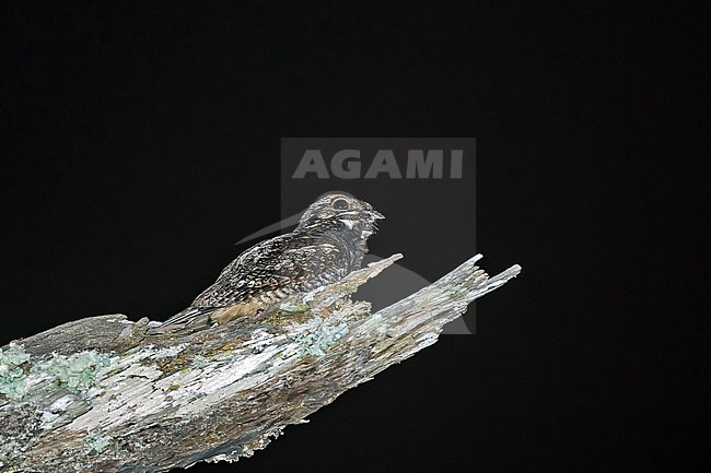 Grey Nightjar, Caprimulgus jotaka, in Vietnam. Perched on a branch. stock-image by Agami/Pete Morris,