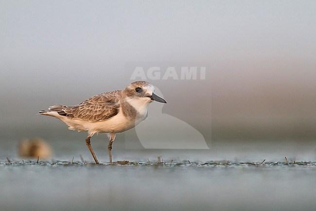 Woestijnplevier, Greater Sand-Plover stock-image by Agami/Ralph Martin,