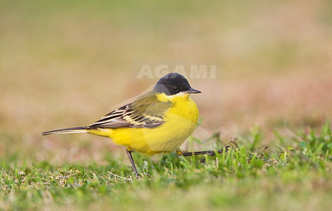 Noordse Gele Kwikstaart; Grey-headed Wagtail; Motacilla thunbergi stock-image by Agami/Marc Guyt,