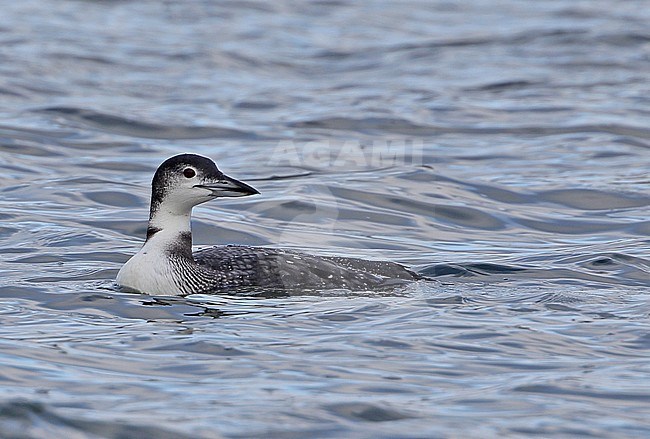 Adult in winterplumage Great Northern Diver (Gavia immer) wintering in Alton Water, Suffolk, United Kingdom. stock-image by Agami/Bill Baston,