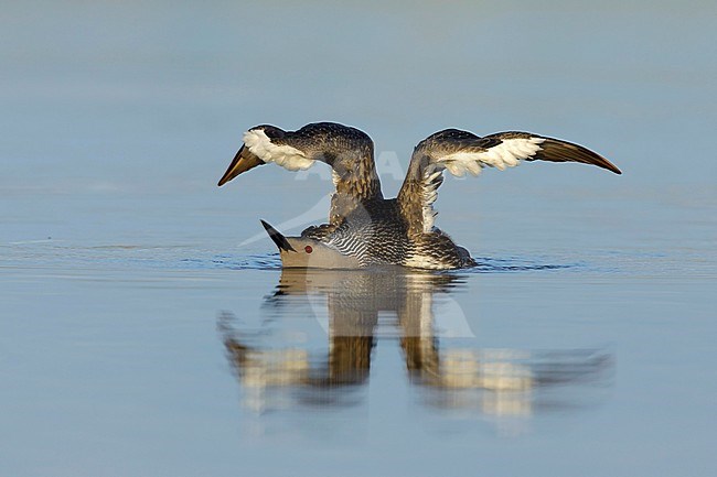 Adult Red-throated Diver (Gavia stellata) in summer plumage on tundra lagoon on Seward Peninsula, Alaska, United States. Stretching its wings. stock-image by Agami/Brian E Small,